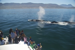 10. Southern Right whales swimming next to the boat