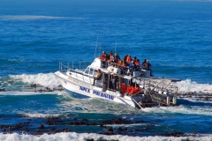 Going out Shark Cage Diving