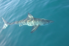 Shark Cage Diving in Gansbaai