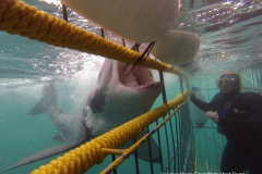 Experience the Great White Shark Cage Diving