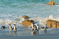African Penguins at Boulders Beach