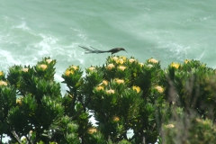 Wagtail on the pincushions
