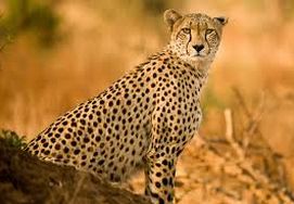 cape-town-garden-route-tour-14