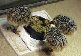 Cape-Town-Garden-Route-4 Day Private Tour see the ostriches