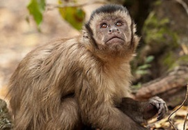 A monkey at Monkeyland, South Africa