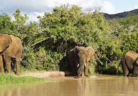 Elephants frolicking in the water in the Kruger National Park
