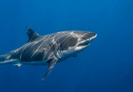 great-white-shark-tour