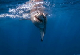 Great White shark diving