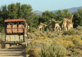 safari-tour-drive-giraffes