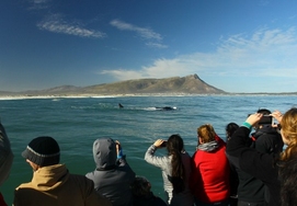 Boat based Southern Right Whale Watching in Hermanus