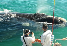 Southern Righte Whales in hermanus