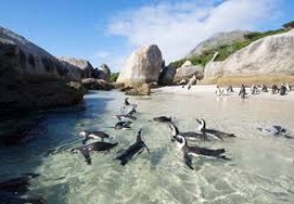 African penguins colony at Boulders Beach in Simon's Town
