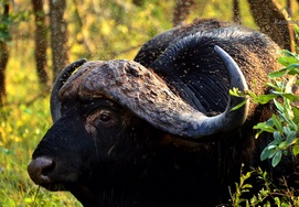 Cape Buffalo at the Kruger National Park