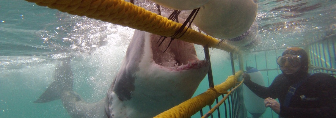 cape-town-short-tour-3daywinesharks-2