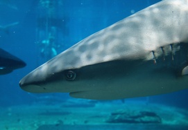 A shark at ushaka marine world in Durban