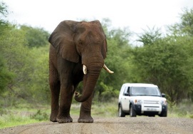 South African Tour in the Kruger - African Elephant