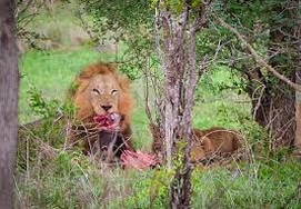 South African Tour in the Kruger National Park viewing lions