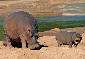 south-african-tour hippo