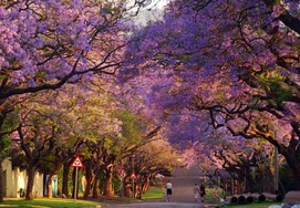 south-african-tour pretoria jacaranda trees
