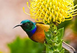 cape-town-9day-Kirstenbosch