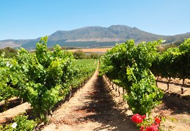 cape-town-winelands-holiday1