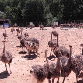 Baby Ostiches in Oudtshoorn