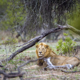 A Lion at the Kruger National Park