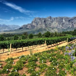 Cape Winelands Tour with SeascapeTours