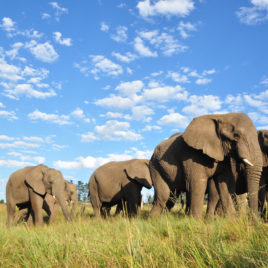 Elephants walking in the Addo Elephant Park