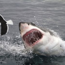 3 DAY WINELANDS & GREAT WHITE SHARKS