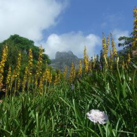 Kirstenbosch Botanical Garden