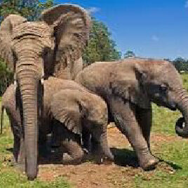 14 DAY SELF-DRIVE SOUTH AFRICA + ADD ONS