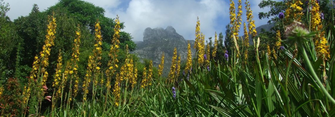 Kirstenbosch Botanical Garden