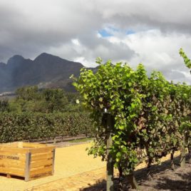 Babylonestoren Wine Estate