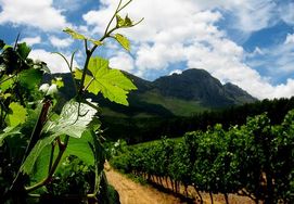 2 DAY CAPE WINELANDS