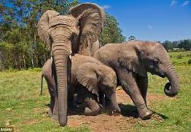 African Elephants on Safari