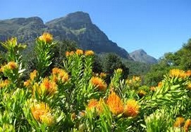 5 DAY CAPE TOWN HOLIDAY
