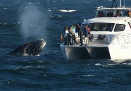 Hermanus and Southern Right Whale Route Tour