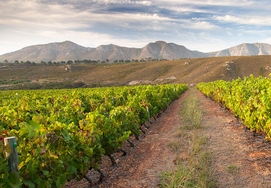 Hemel and Aarde valley in Hermanus