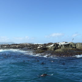 Seal Island at Hout Bay Harbour