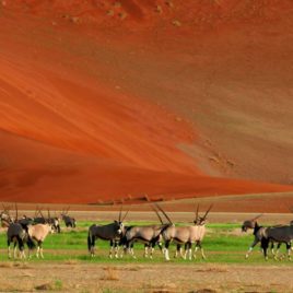 Gemsbok Namibia